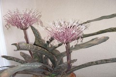 Sansevieria hyacinthoides